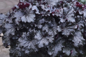 Heuchera 'Evening Gown' 